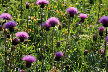 Purple shaggy flowers of Cirsium arvense on a summer meadow. Cirsium arvense flowers close - up