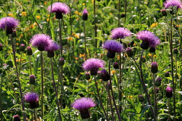Fototapeta premium Purple shaggy flowers of Cirsium arvense on a summer meadow. Cirsium arvense flowers close - up