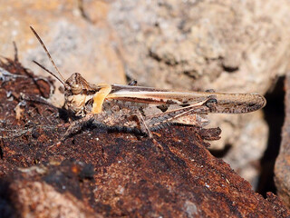 Slender Digging Grasshopper (Acrotylus patruelis)