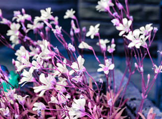 Art photo, small white flowers tinted in blue shade