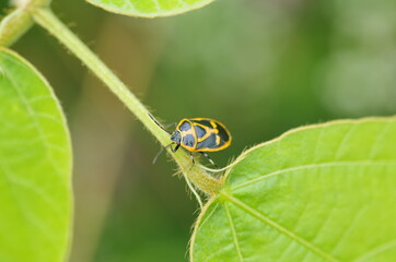 ナガメのイメージ