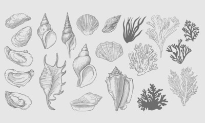 Set of seashells and algae vectors. Hand-drawing illustration with engraved line. Collection of realistic sketches of molluscs seaweed shells of various shapes. 