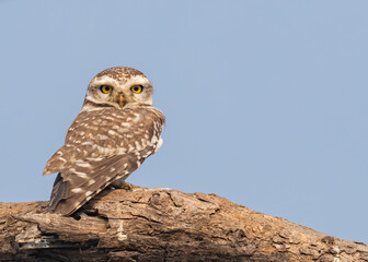 Spotted Owl Sitting on a tree
