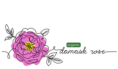 Damask rose, bulgarian flower vector illustration, background for label design. One continuous line art drawing illustration with lettering organic damask rose - obrazy, fototapety, plakaty