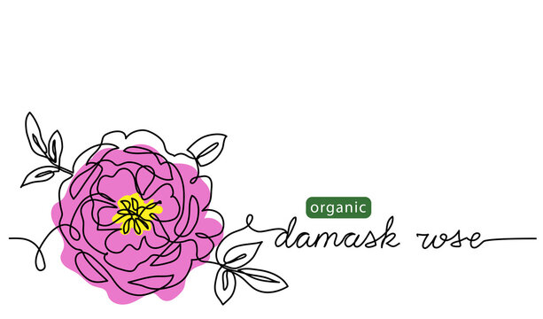 Damask rose, bulgarian flower vector illustration, background for label design. One continuous line art drawing illustration with lettering organic damask rose