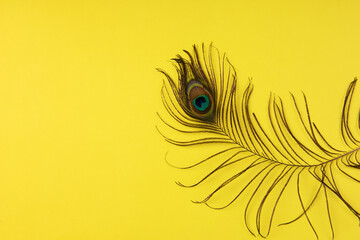 Peacock plume on color paper