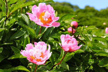 Fototapeta na wymiar Bush with beautiful pink common peony flowers (lat. Paeonia). Lush flower in bloom on a background of green leaves in a spring summer garden park . Nature's landscape at sunny day. Floral background.