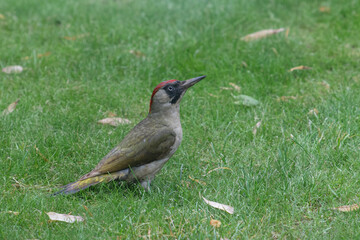 Green woodpecker searching for food