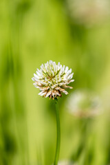 A close up photograph of a single clover flower, with a shallow depth of field