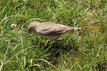 Rufous-banded miner (Geositta rufipennis), a Chilean bird found in the Andes mountain range