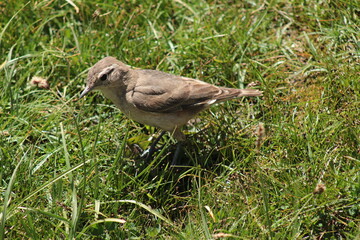 Rufous-banded miner (Geositta rufipennis), a Chilean bird found in the Andes mountain range