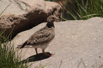 female grey-breasted seedsnipe (Thinocorus orbignyianus), a Chilean bird found in the Andes mountain range