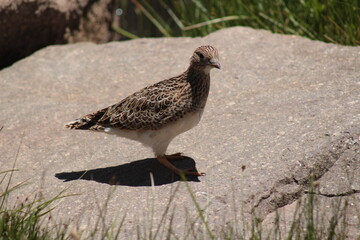 female grey-breasted seedsnipe (Thinocorus orbignyianus), a Chilean bird found in the Andes mountain range