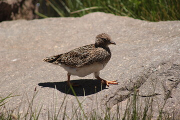female grey-breasted seedsnipe (Thinocorus orbignyianus), a Chilean bird found in the Andes mountain range