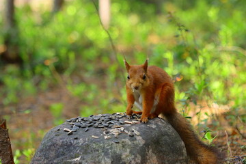 squirrel in the forest