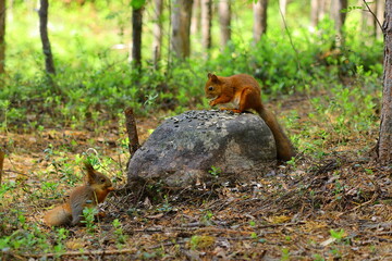 red squirrel in the forest
