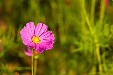 Obraz premium Beautiful pink color cosmos (Mexican aster) flower background