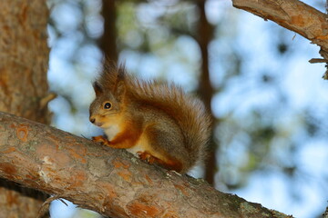 Naklejka na ściany i meble squirrel in the tree