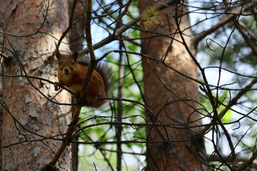 squirrel on tree