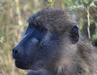 The Kruger National Park - Baboon