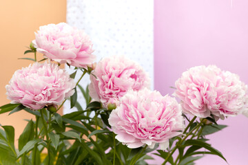 White blooming peony flower on light blue background. Beautiful bud flower pion head for greeting card, copy space. Sarah Bernhardt peony