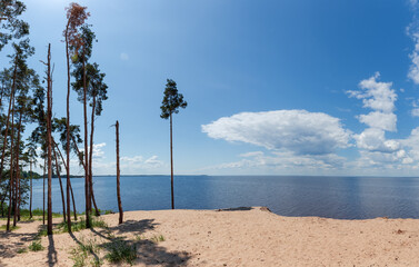 Tall pines on sandy shore of big reservoir against sky