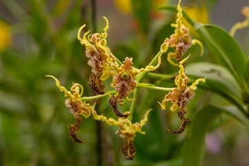 Dendrobium stratiotes orchid in the nursery