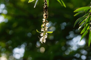 Melaleuca cajuputi flowers, in shallow focus, with blurred background