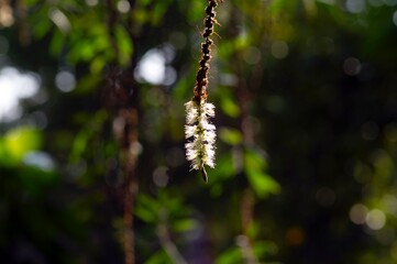 Melaleuca cajuputi flowers and a bee, in shallow focus with blurred background