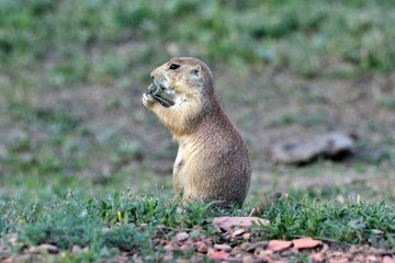 Ground Hog