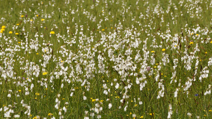 (Eriophorum latifolium) Linaigrettes à feuilles larges, lisses, vert brillant à floraison blanche...
