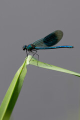 Male banded demoiselle damselfly on a sunny morning
