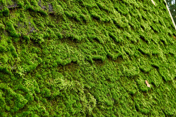 Roof tiles covered with moss or green grass. The roof of the house is covered with leaves. Texture for text. Copy pastes.