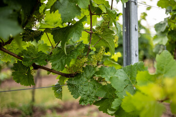 grape vine in vineyard