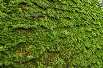 Roof tiles covered with moss or green grass. The roof of the house is covered with leaves. Texture for text. Copy pastes.