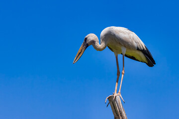Asian Openbill Stork - Anastomus oscitans, beautiful large bird from Asian fresh waters