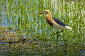 Javan Pond-Heron (Ardeola speciosa) walking on the rice paddy field and looking for some foods. 