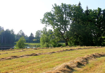 Fototapeta premium Yellow hay harvesting in golden field landscape. Rows of freshly cut hay on a summer field drying in the sun