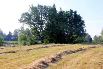Fototapeta premium Yellow hay harvesting in golden field landscape. Rows of freshly cut hay on a summer field drying in the sun