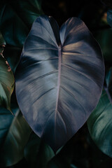 Philodendron Royal Queen - Black Ruby Leaf © Pio