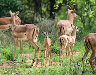 impala in the wild
