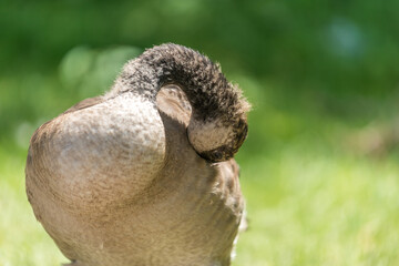 Obraz premium young Canada goose preening on green bokeh background