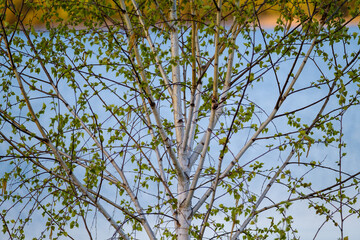 Spring Birch tree with lake in background