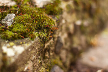 Close up of green moss among pebbles. Nature concept with copy space outdoor on daylight shot.