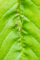 southern sickle bush-cricket, Phaneroptera nana, juvenile grasshopper on a leaf
