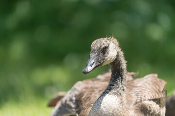 close up of a young Canada goose transitioning from gosling into adult