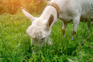 Obraz premium White goat portrait grazing on pasture. Agriculture milk breeding animals milking