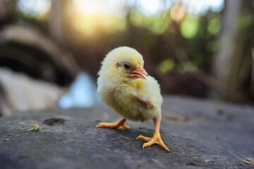 A newborn chick stands on a rock in the morning cutely.