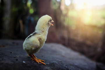 A newborn chick stands on a rock, crying sweetly to her mother in the morning.