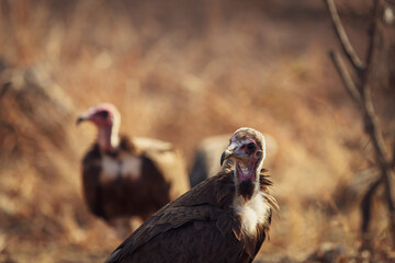 vulture in the wild